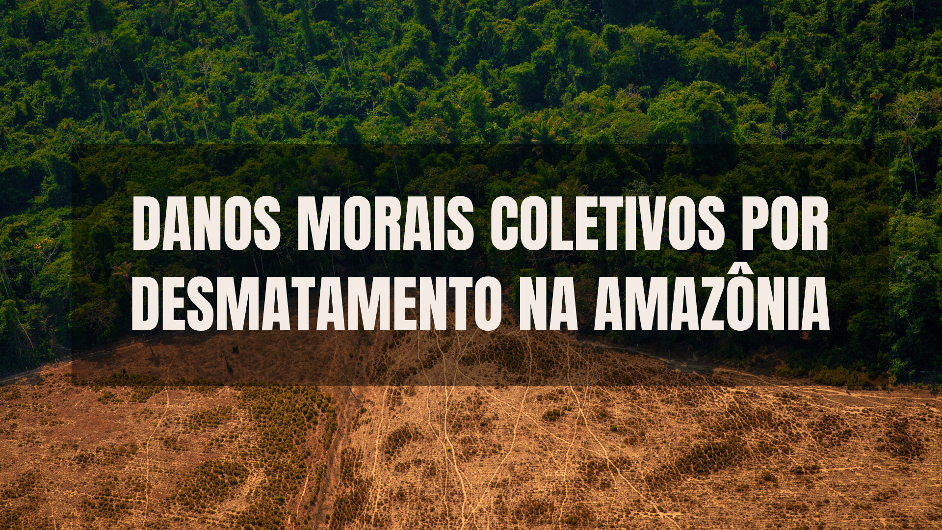 Parte de uma floresta desmatada com o título em sobreposição